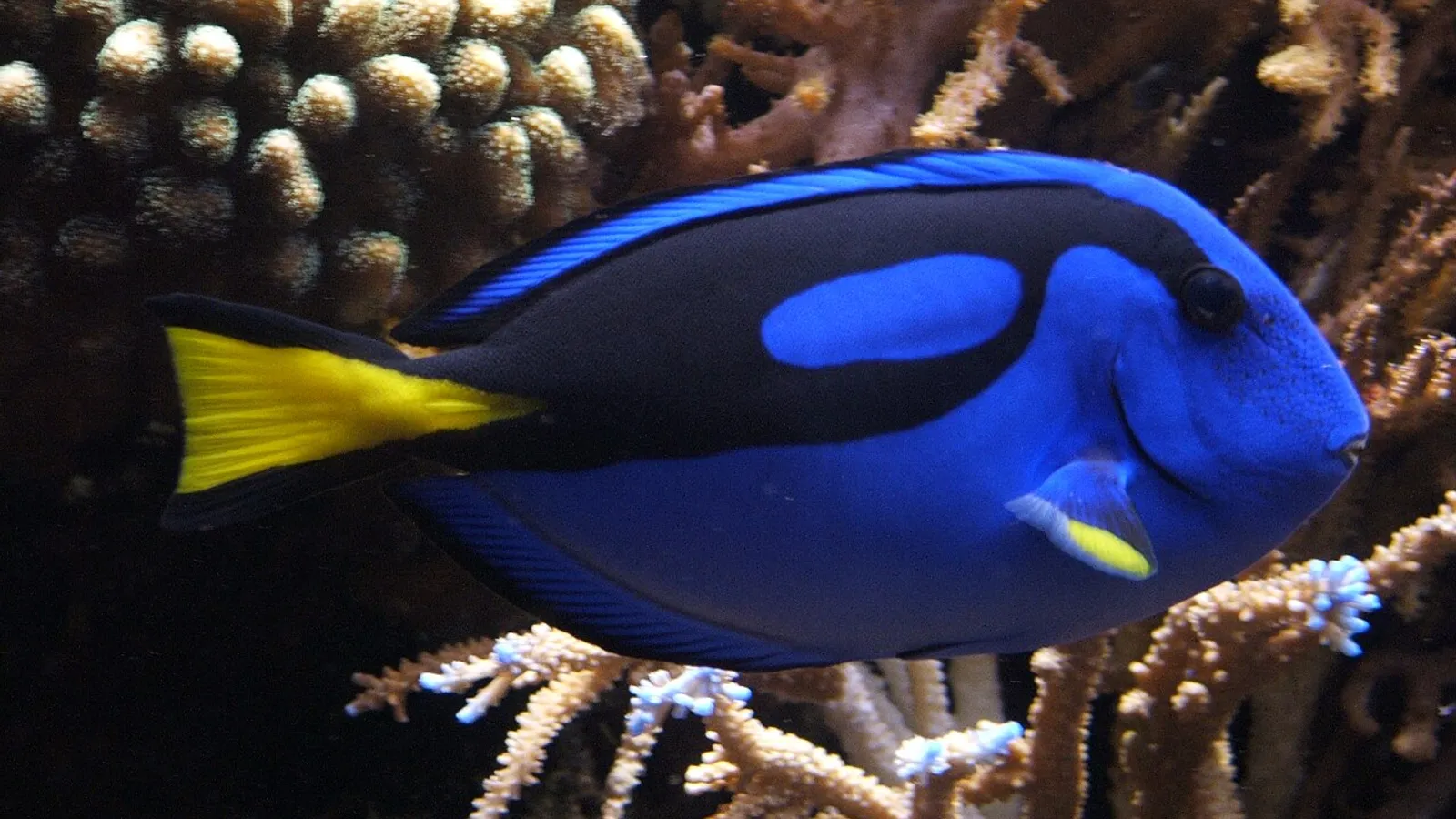 Pesce chirurgo blu (Paracanthurus hepatus)