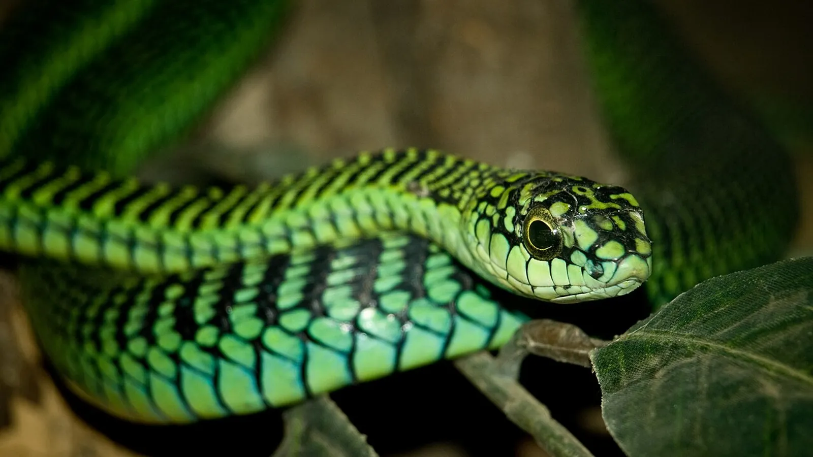 Boomslang (Dispholidus typus)