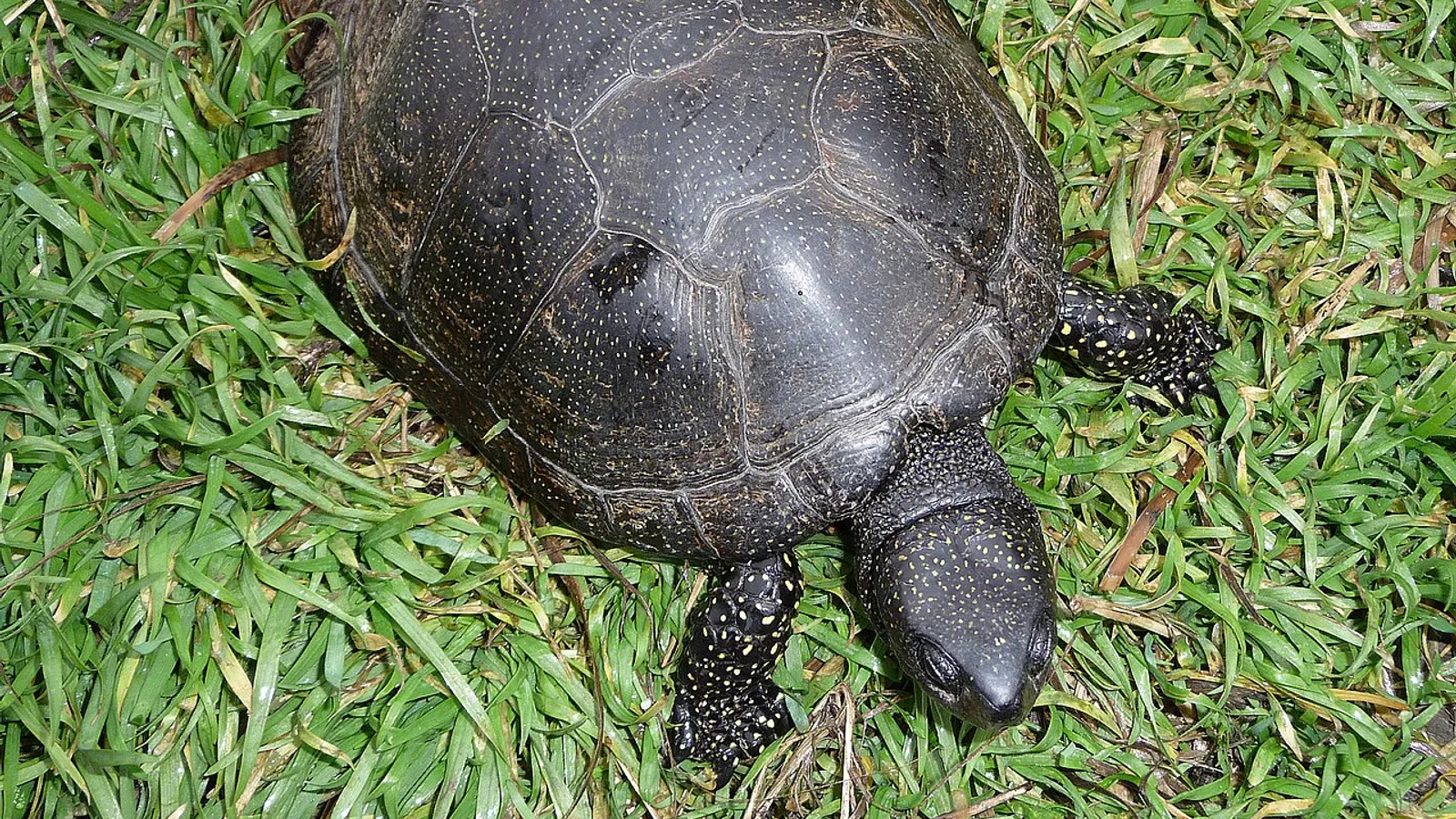 European pond turtle (Emys orbicularis)