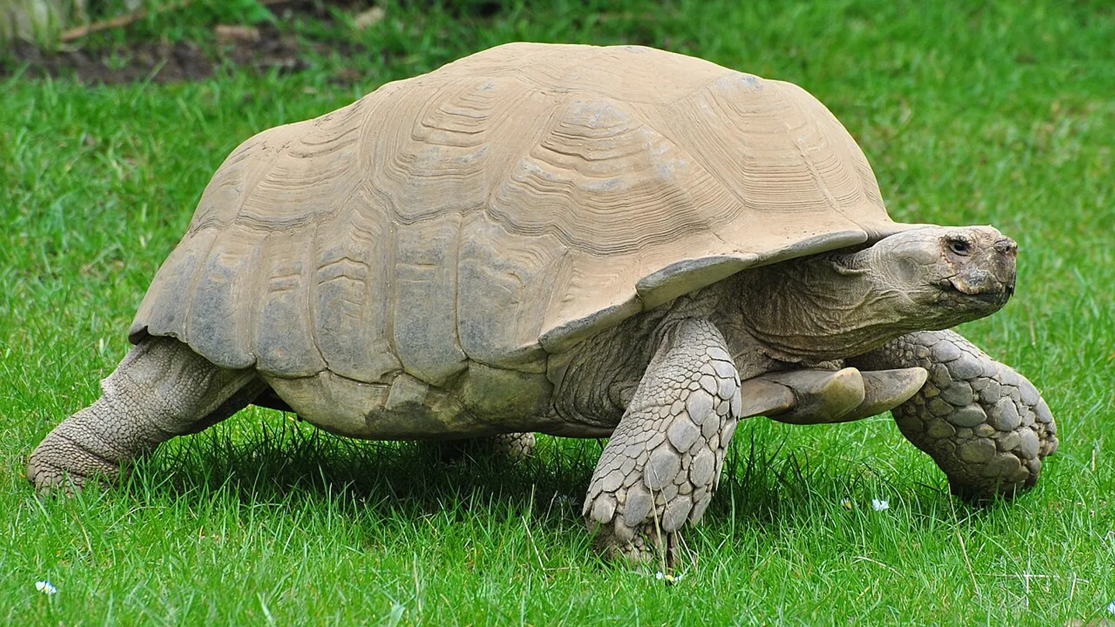 African spurred tortoise (Centrochelys sulcata)