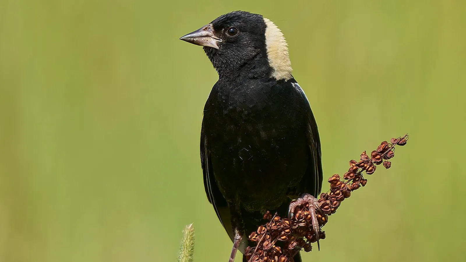 Bobolink (Dolichonyx oryzivorus)