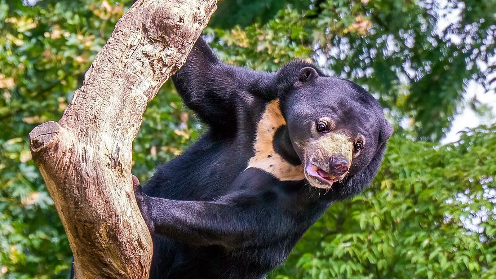 Sun bear (Helarctos malayanus)