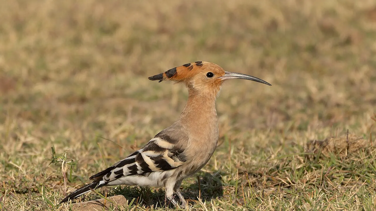 Eurasian hoopoe (Upupa epops)