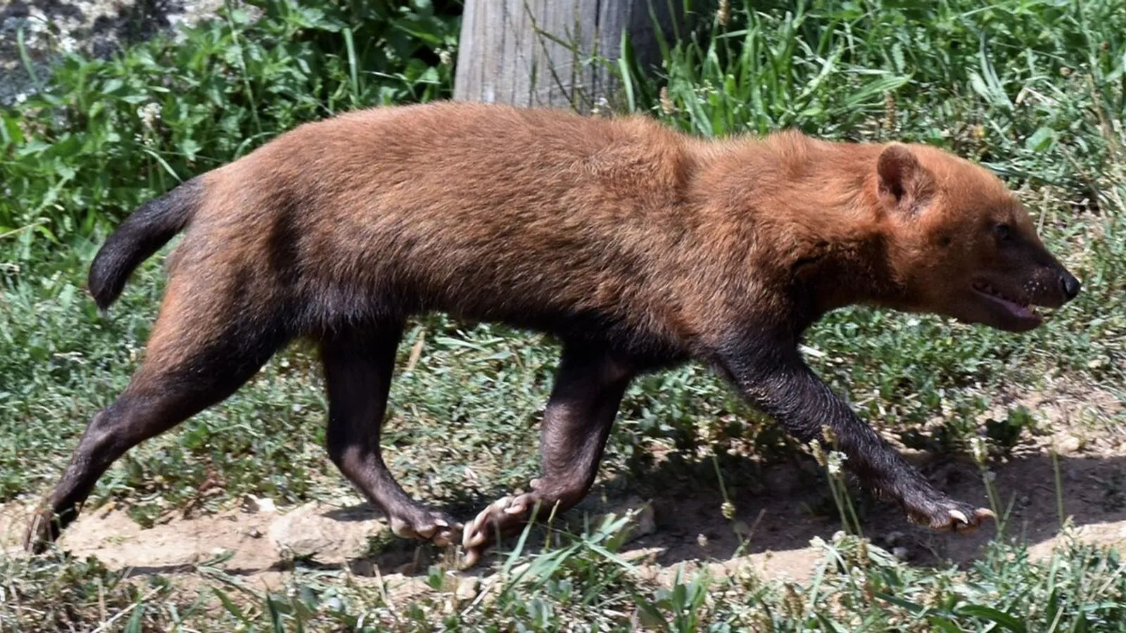 Cane dei cespugli (Speothos venaticus)