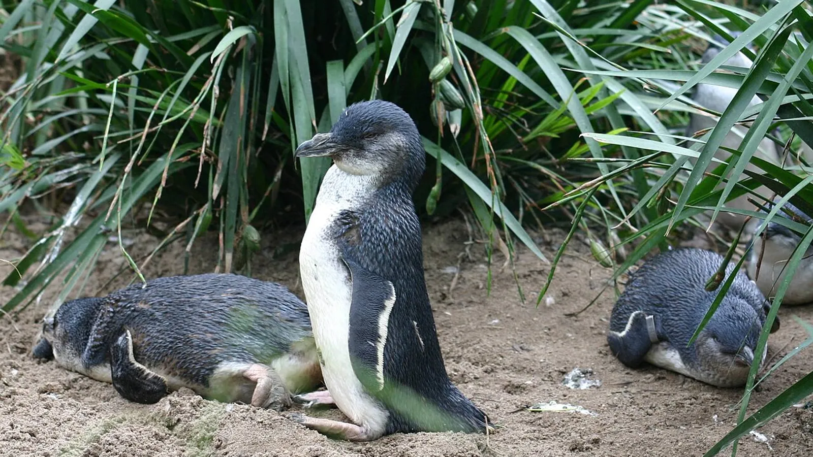 Pinguino minore blu (Eudyptula minor)