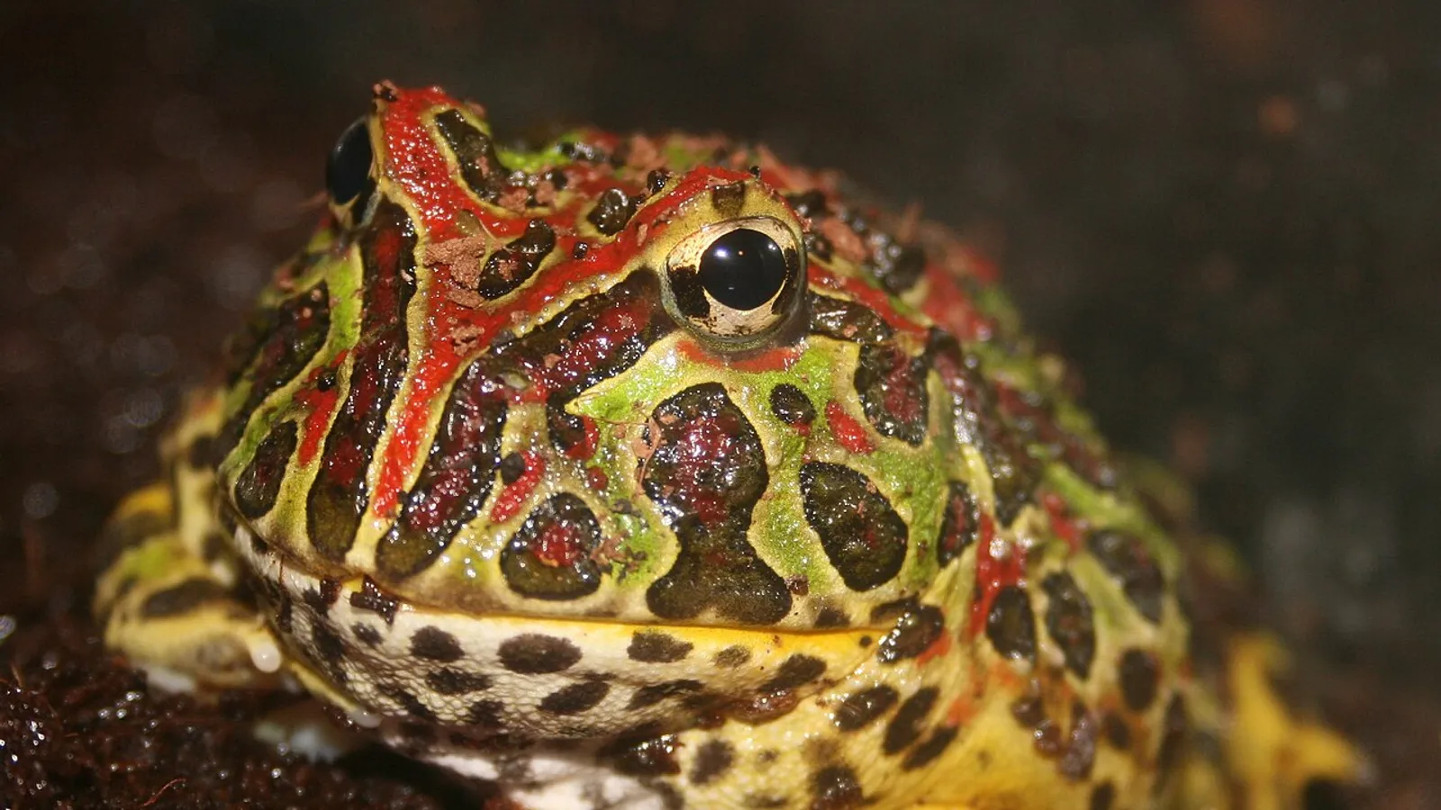 Rana cornuta argentina (Ceratophrys ornata)