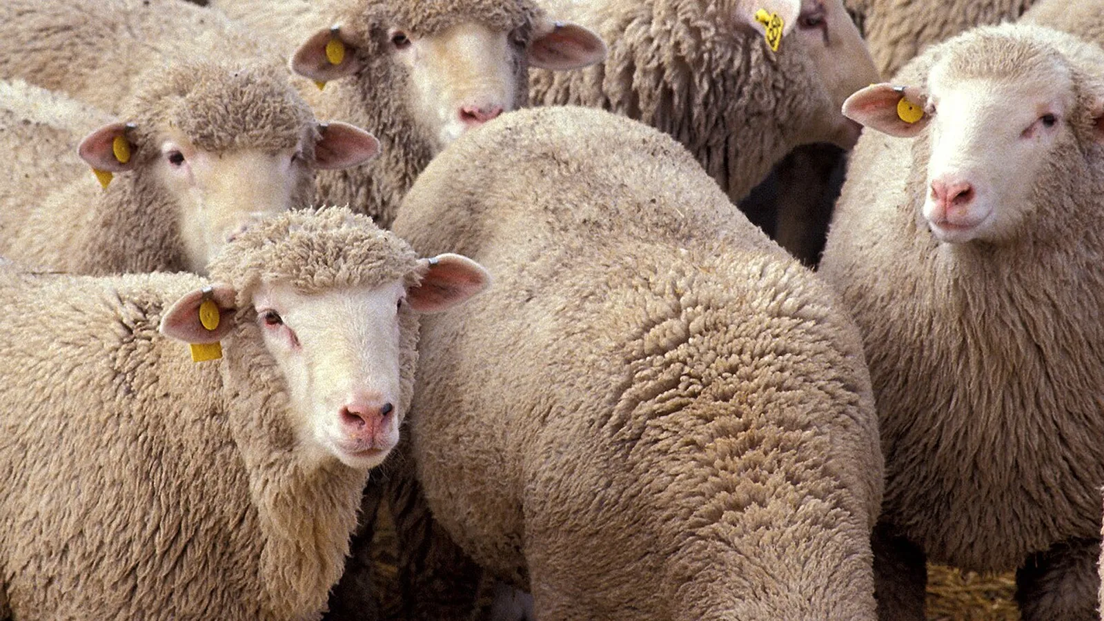 Pecora (Ovis aries)