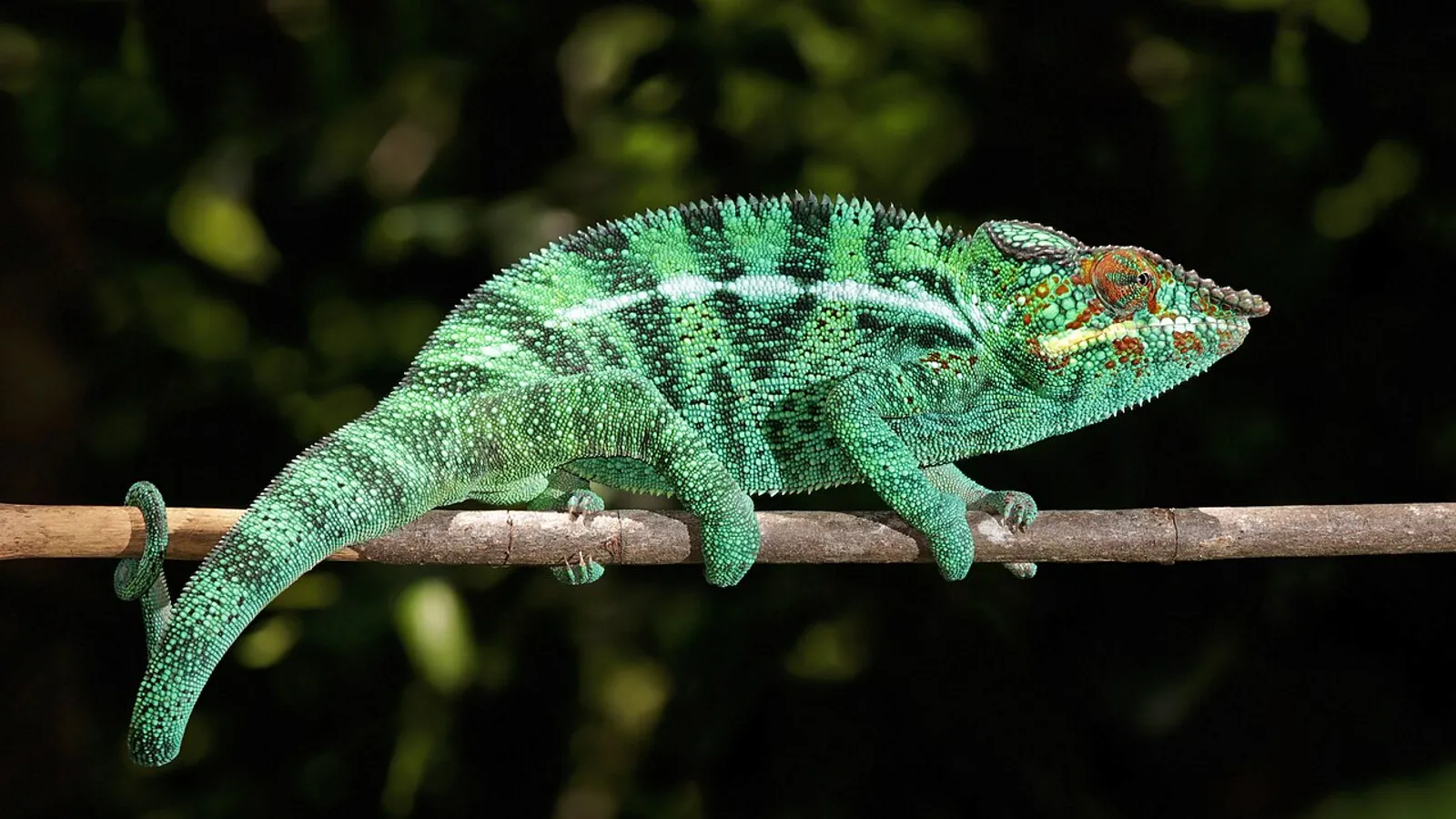 Camaleonte pantera (Furcifer pardalis)