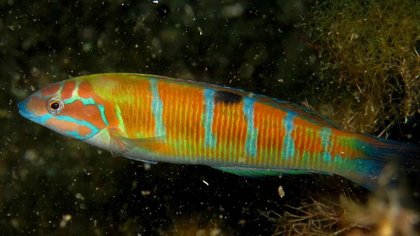 Donzella pavonina (Thalassoma pavo)
