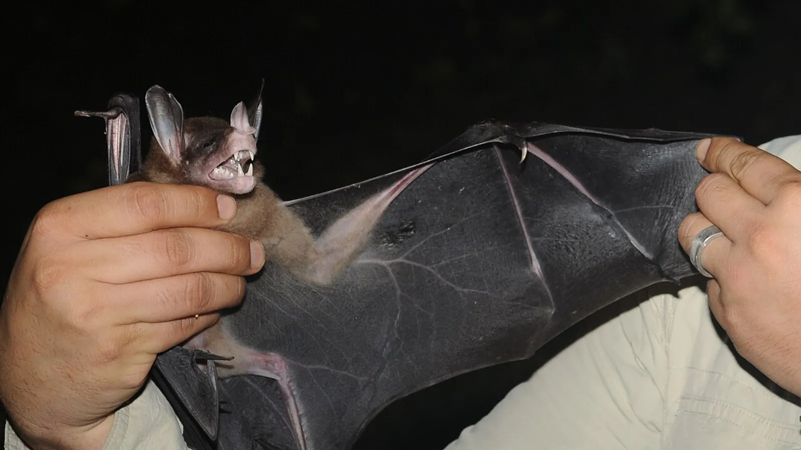 Pipistrello falso vampiro spettrale (Vampyrum spectrum)