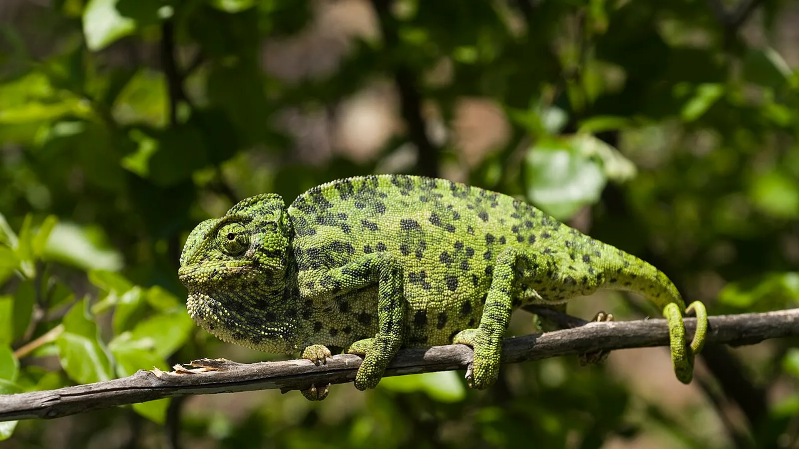 Camaleonte comune (Chamaeleo chamaeleon)