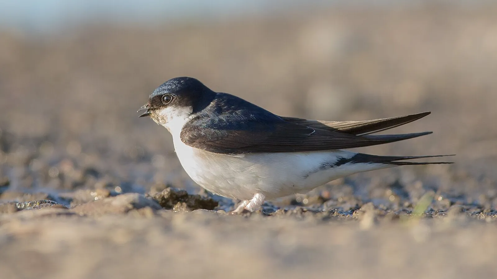 Balestruccio (Delichon urbicum)