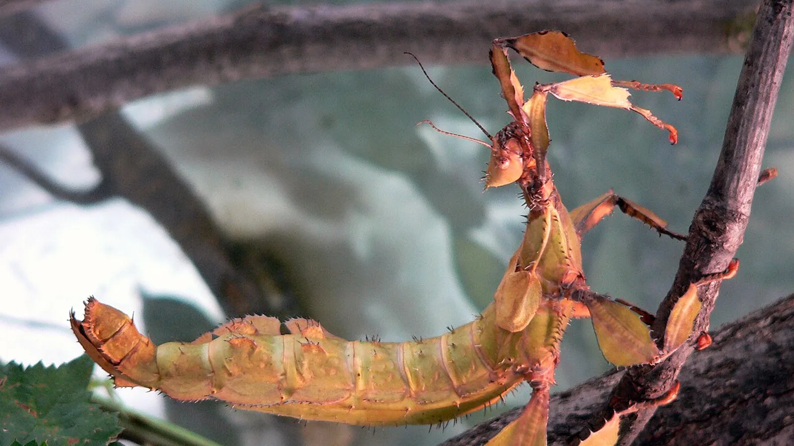 Giant prickly stick insect (Extatosoma tiaratum)