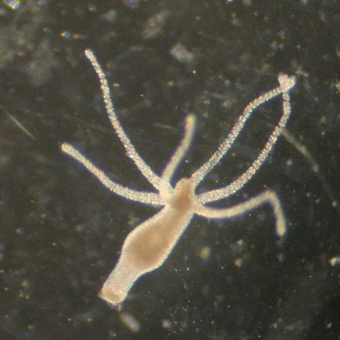 Idra d’acqua dolce (Hydra vulgaris)