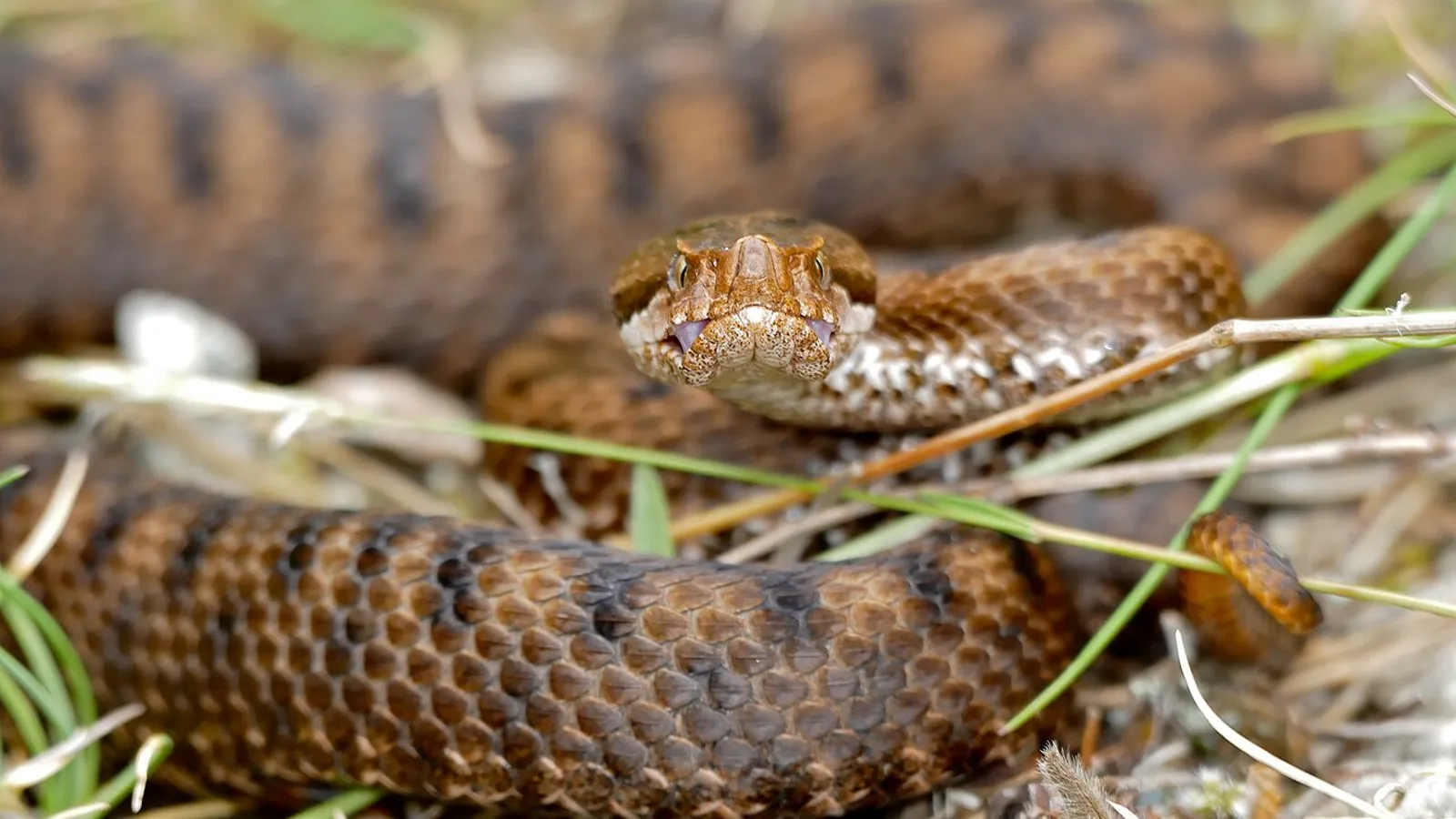 Asp viper (Vipera aspis)