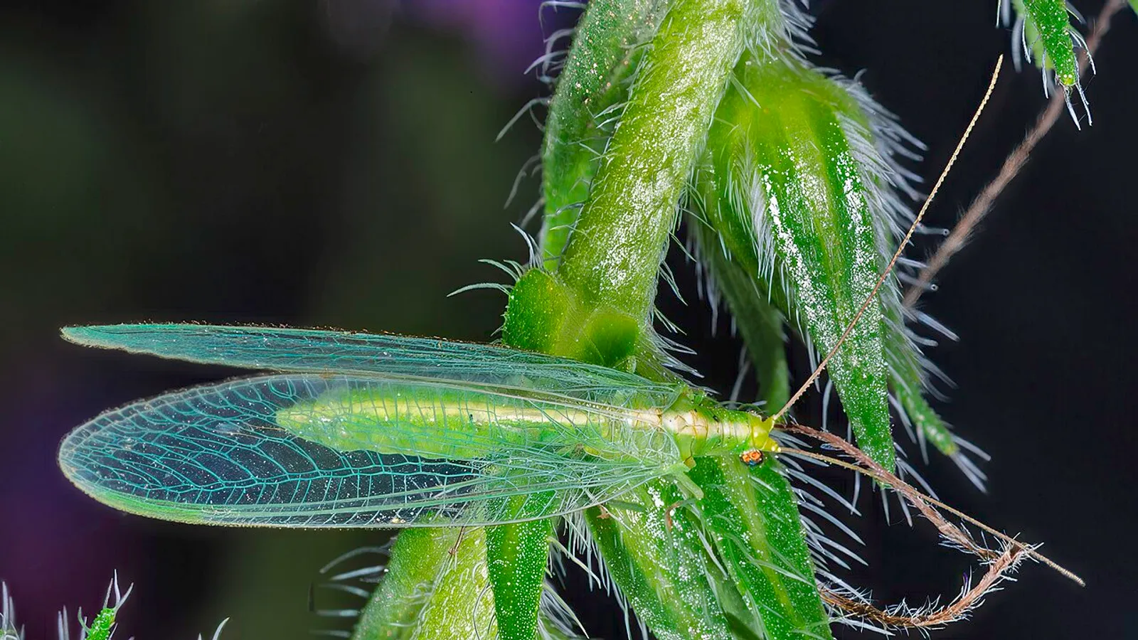 Crisopa comune (Chrysoperla carnea)