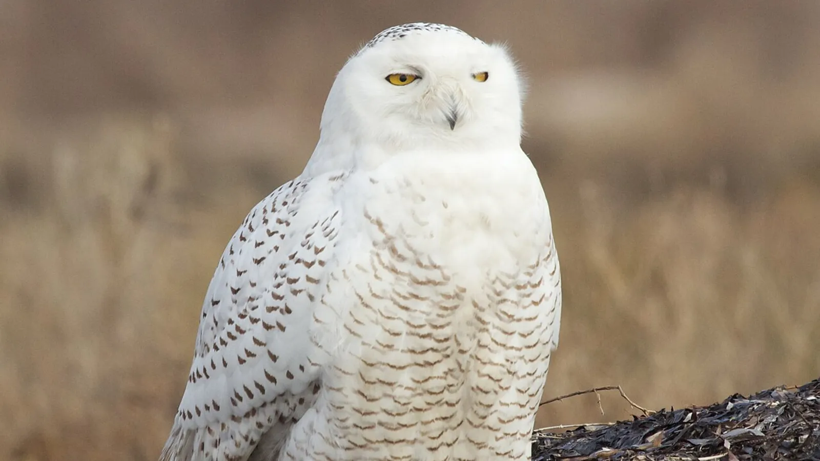 Civetta delle nevi (Bubo scandiacus)