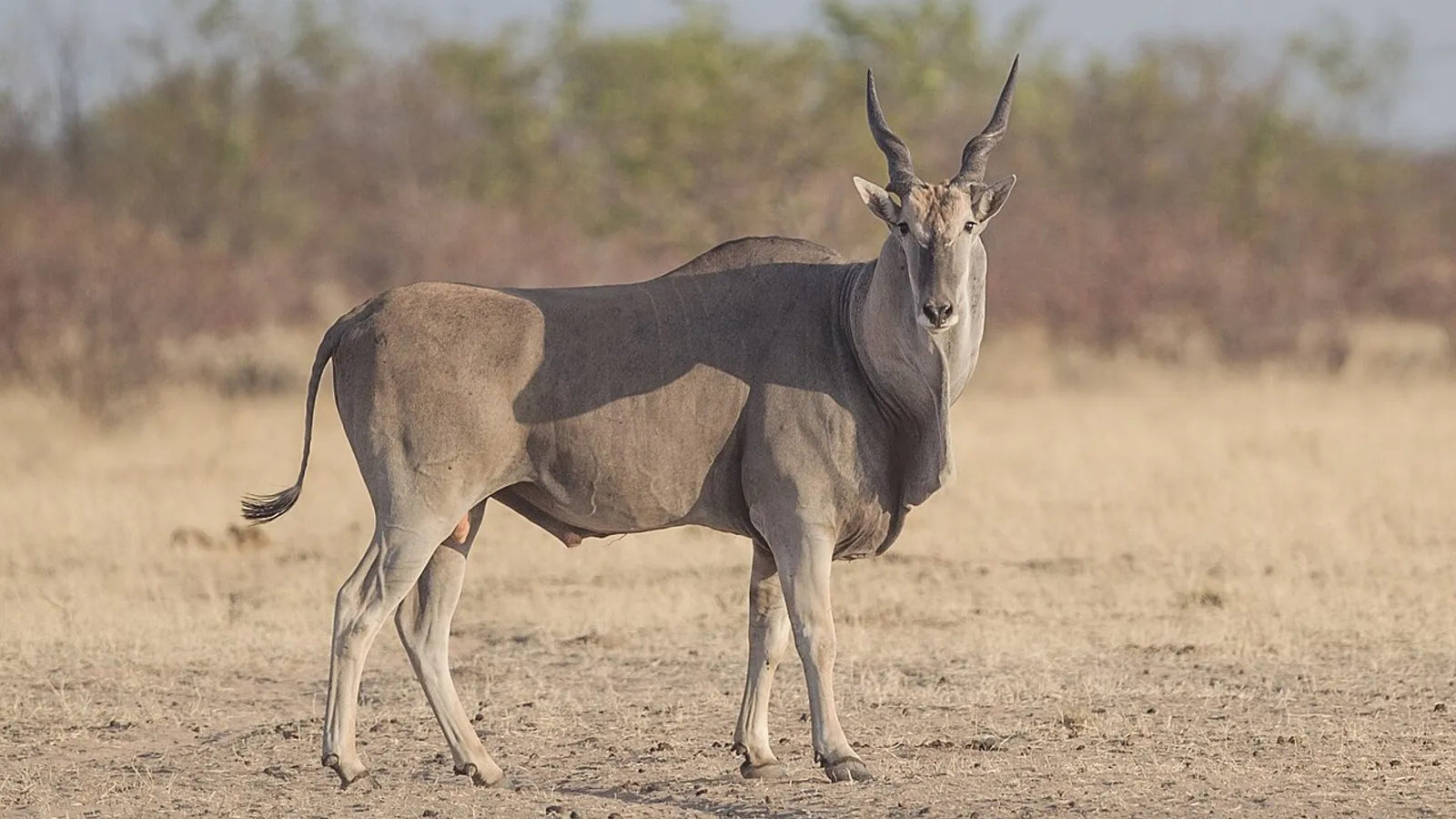 Eland comune (Taurotragus oryx)