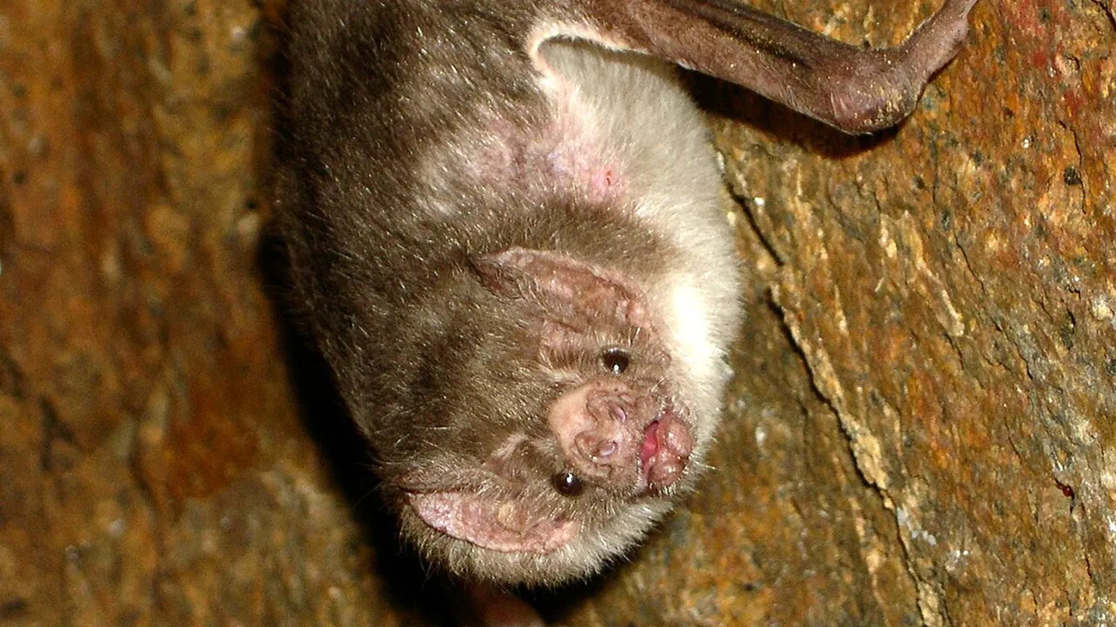 Pipistrello vampiro comune (Desmodus rotundus)