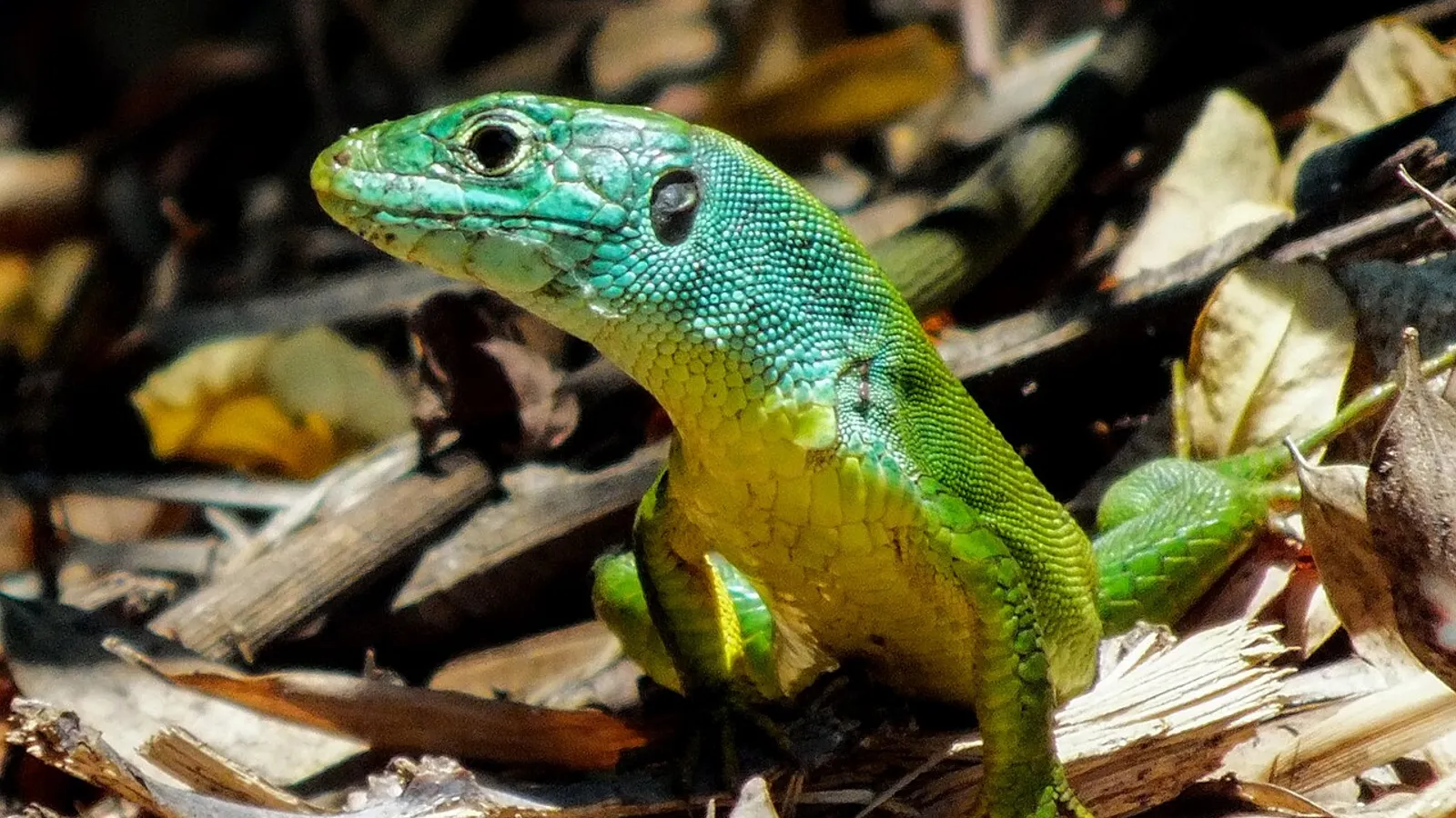 Ramarro occidentale (Lacerta bilineata)