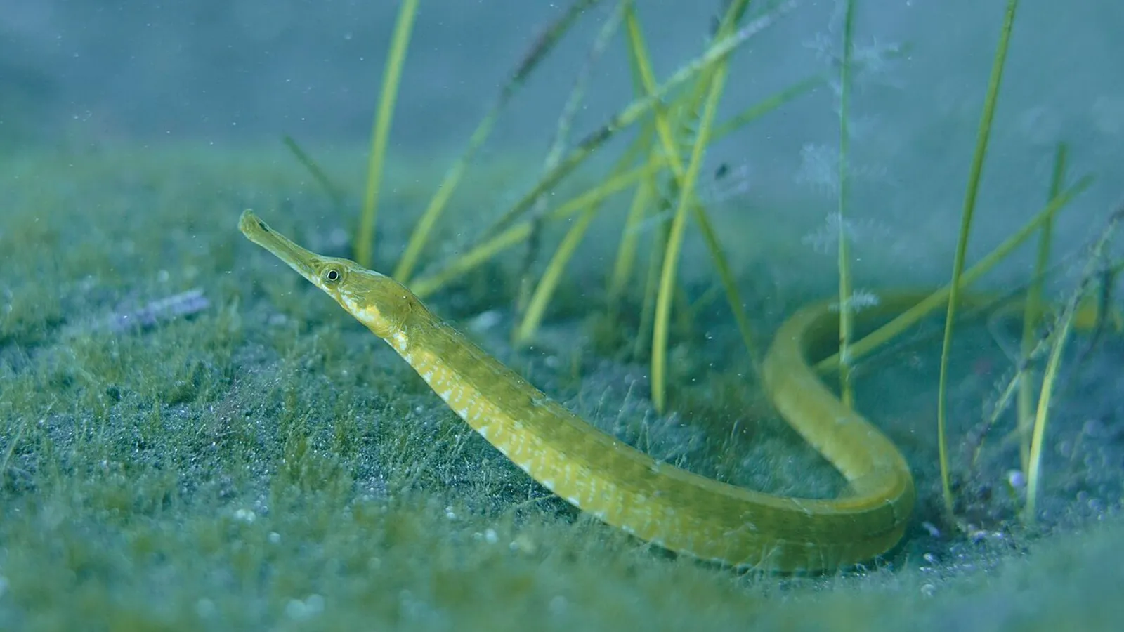 Pesce ago (Syngnathus acus)