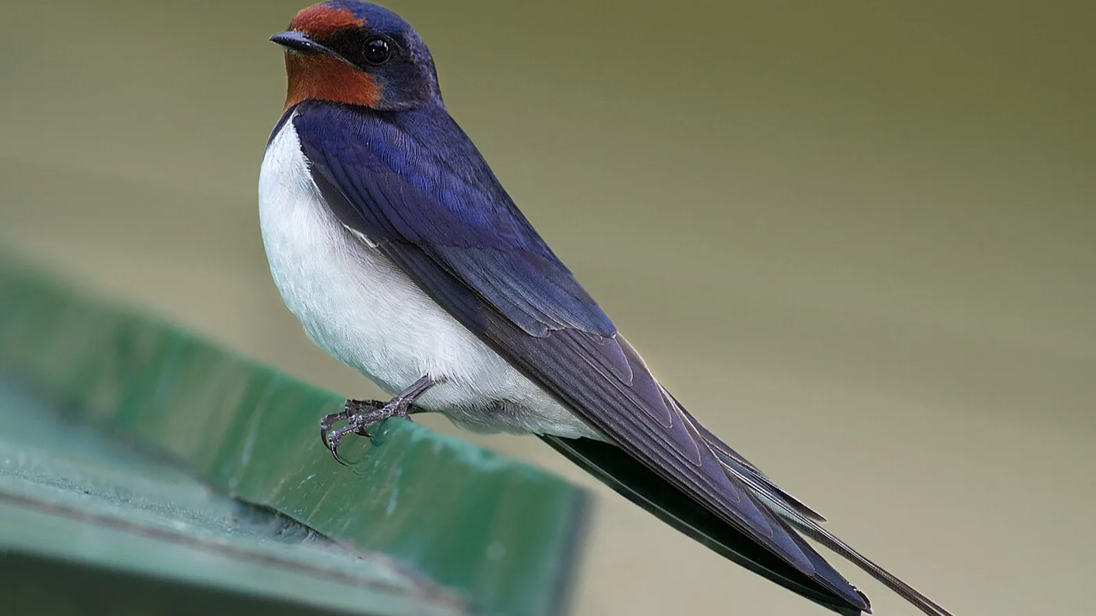 Barn swallow (Hirundo rustica)