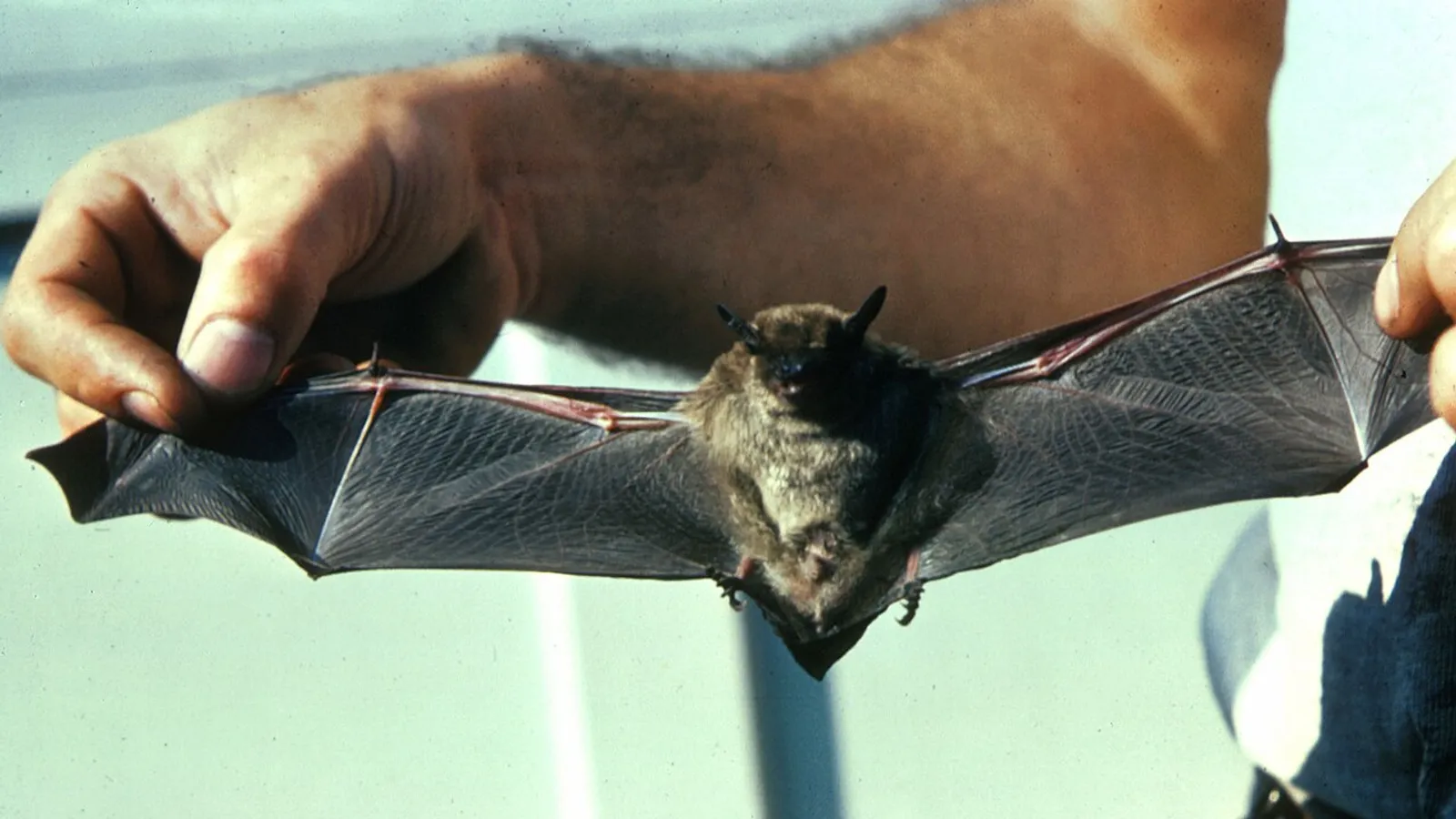 Piccolo pipistrello bruno (Myotis lucifugus)