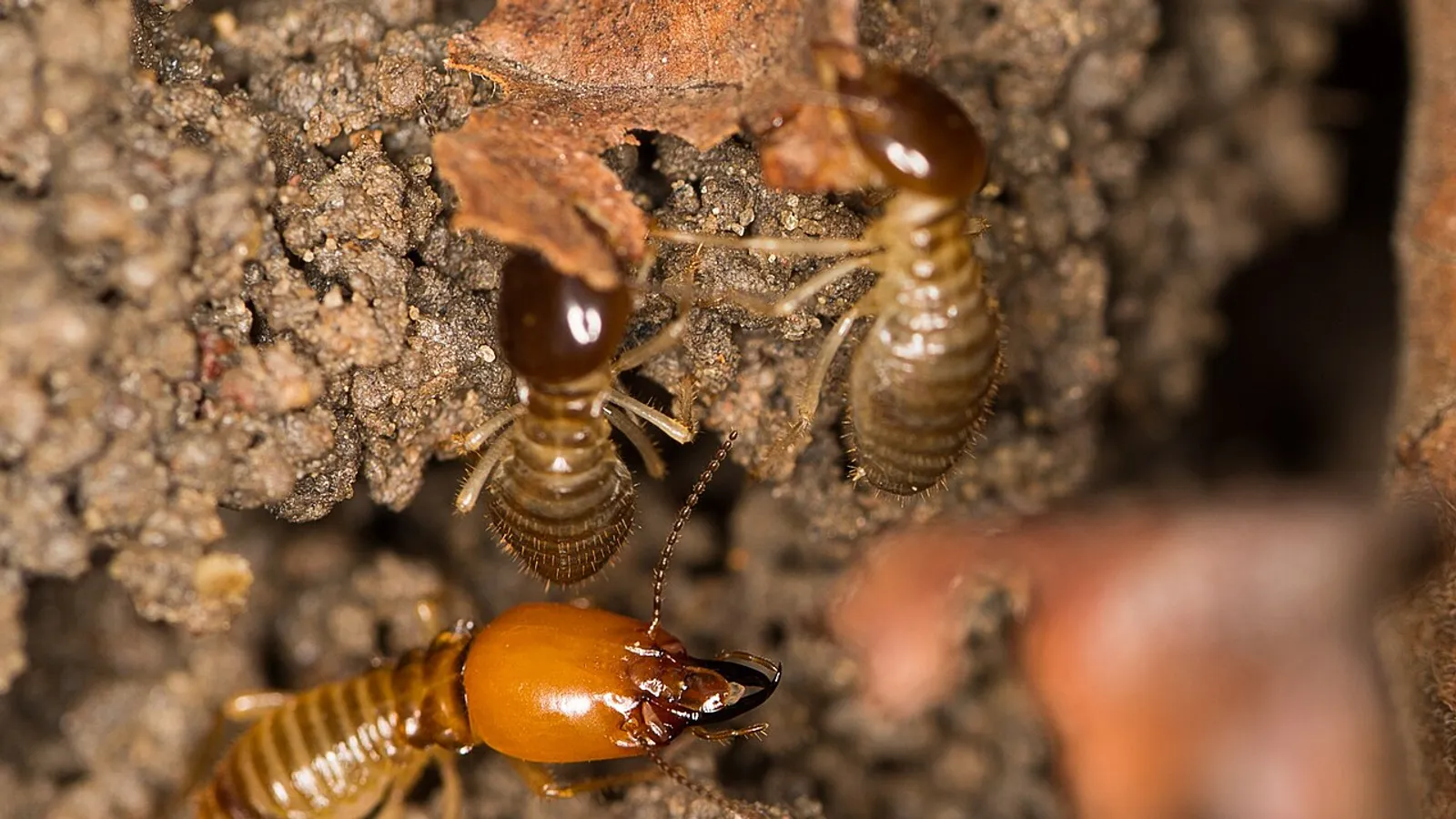 Termite cattedrale (Macrotermes bellicosus)