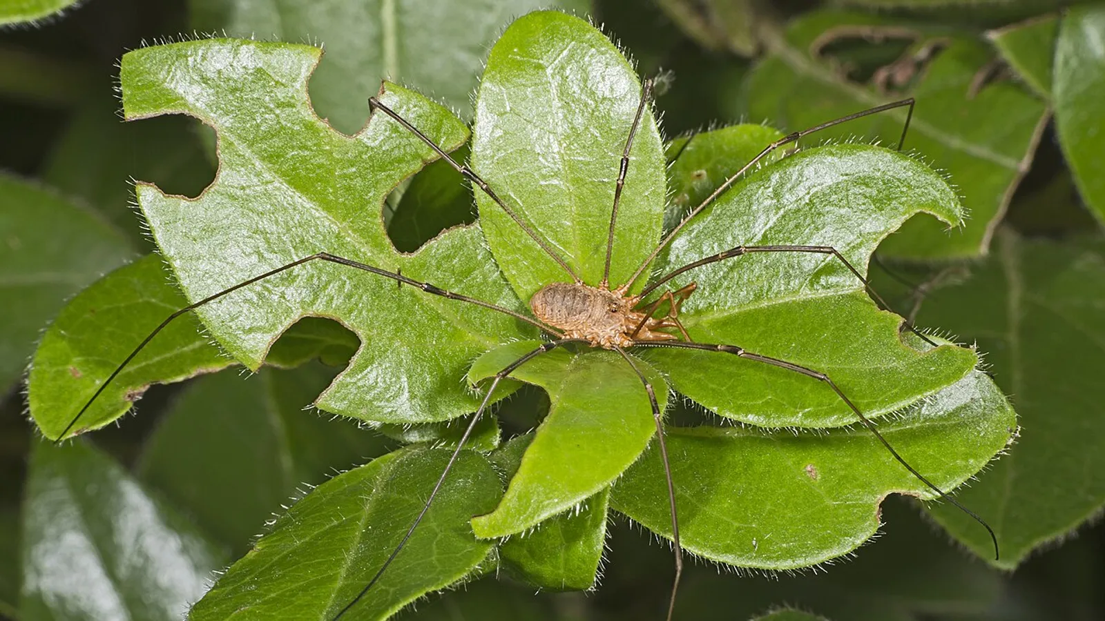 Opilione comune (Phalangium opilio)