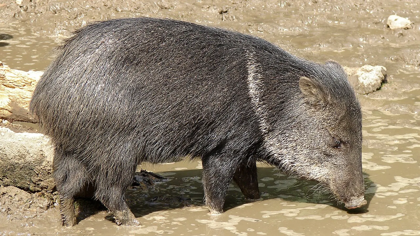 Pecari dal collare (Pecari tajacu)
