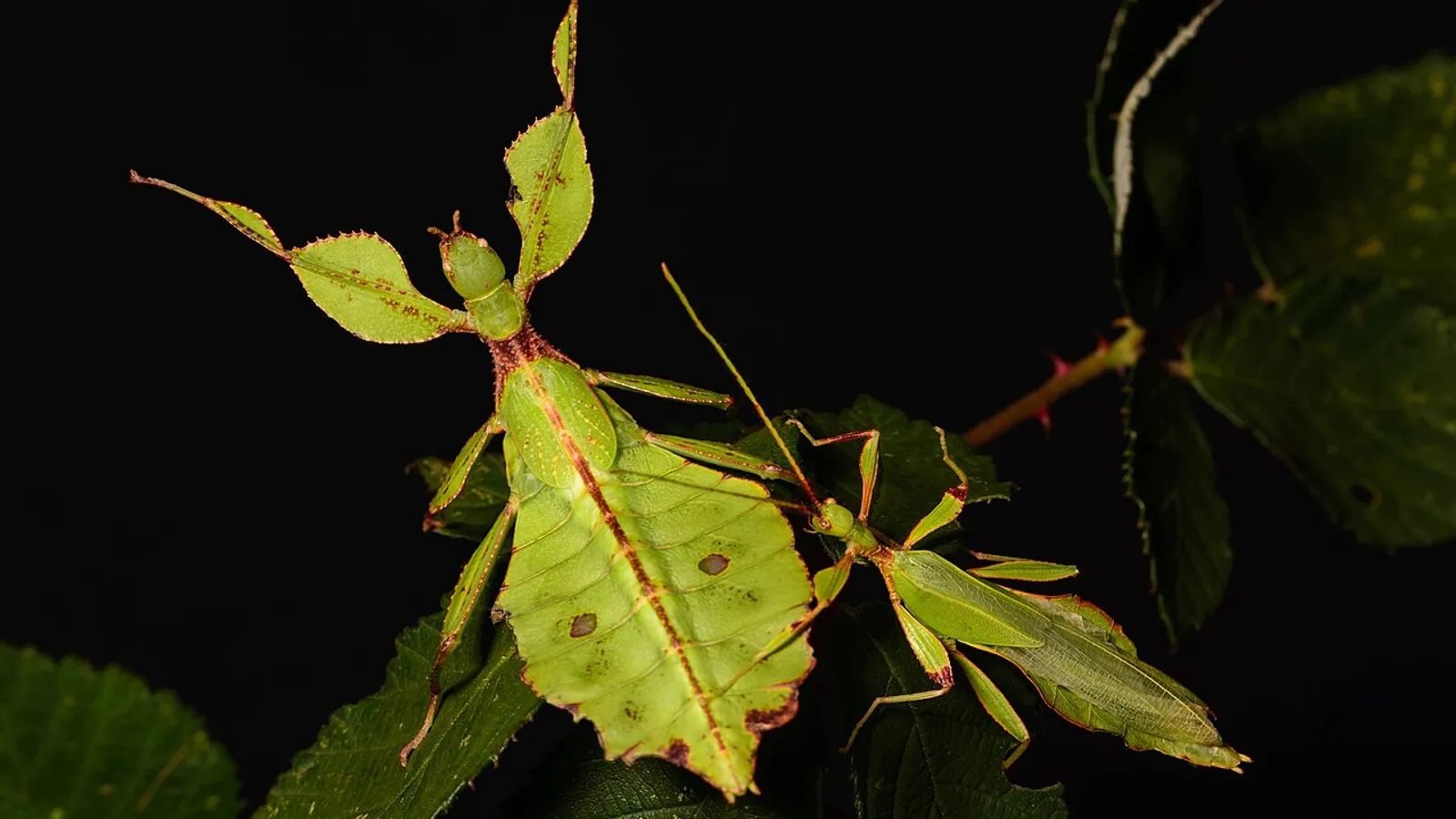 Philippine leaf insect (Phyllium philippinicum)