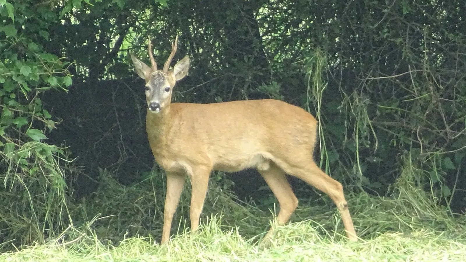 Capriolo (Capreolus capreolus)