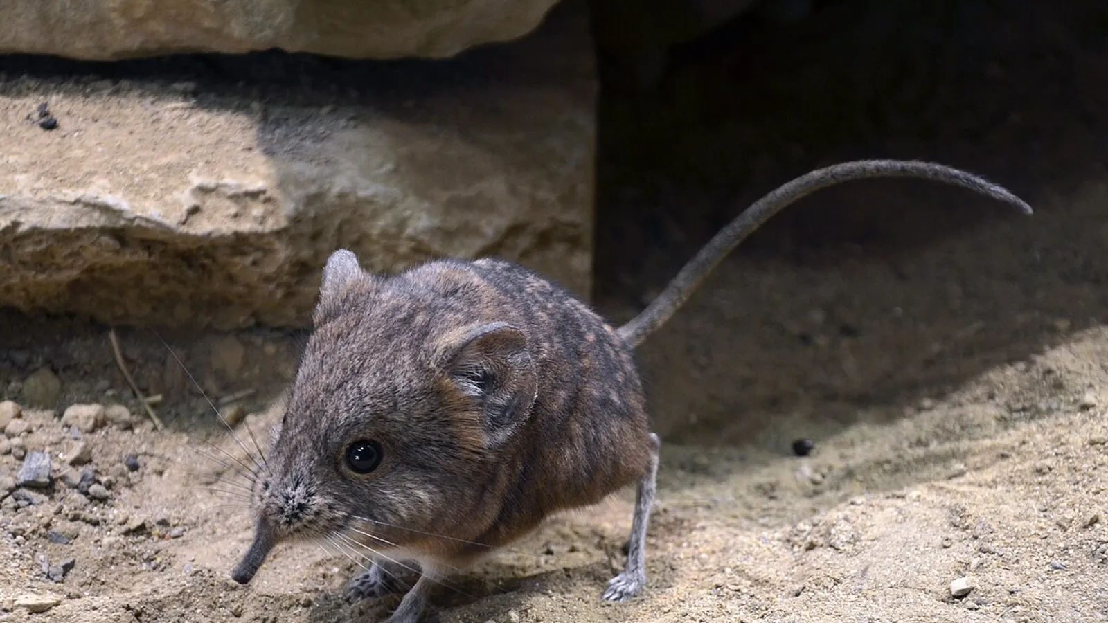 Toporagno elefante dalle orecchie corte (Macroscelides proboscideus)