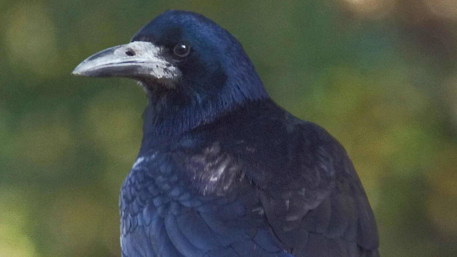 Corvo comune (Corvus frugilegus)