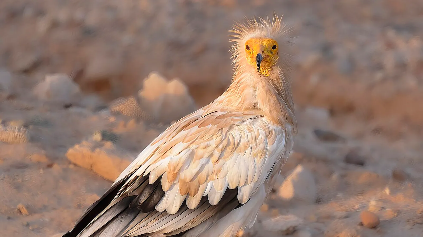 Capovaccaio (Neophron percnopterus)