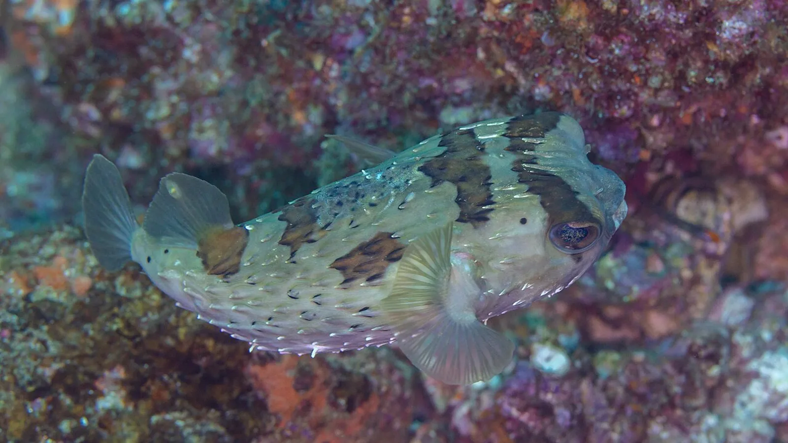 Pesce istrice (Diodon holocanthus)