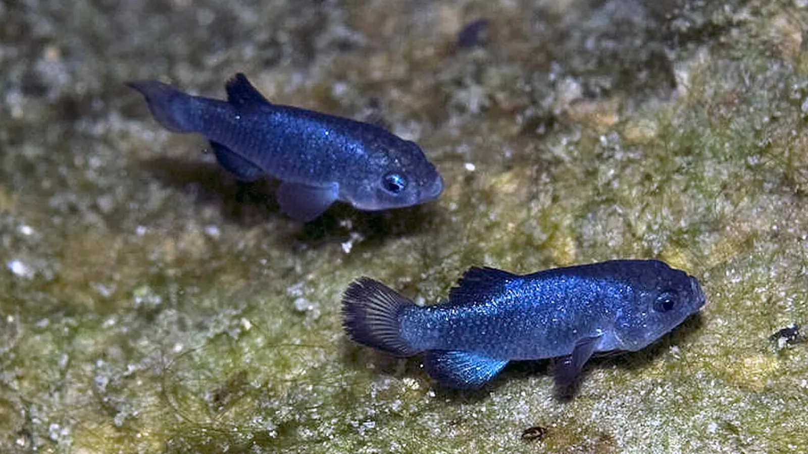 Pesce cachorrito di Devils Hole (Cyprinodon diabolis)