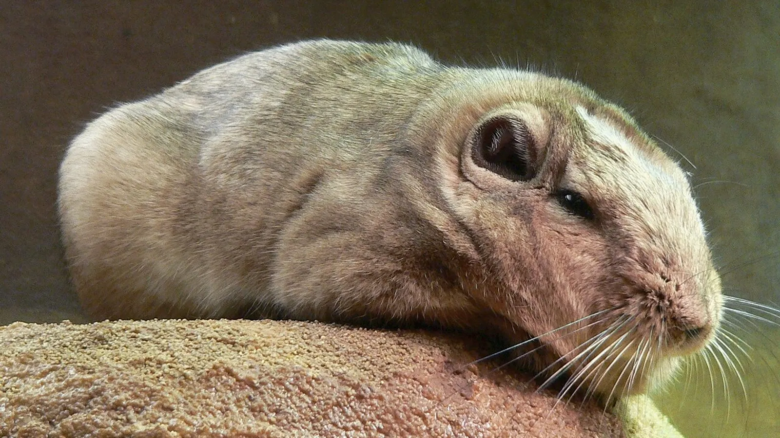 Gundi (Ctenodactylus gundi)