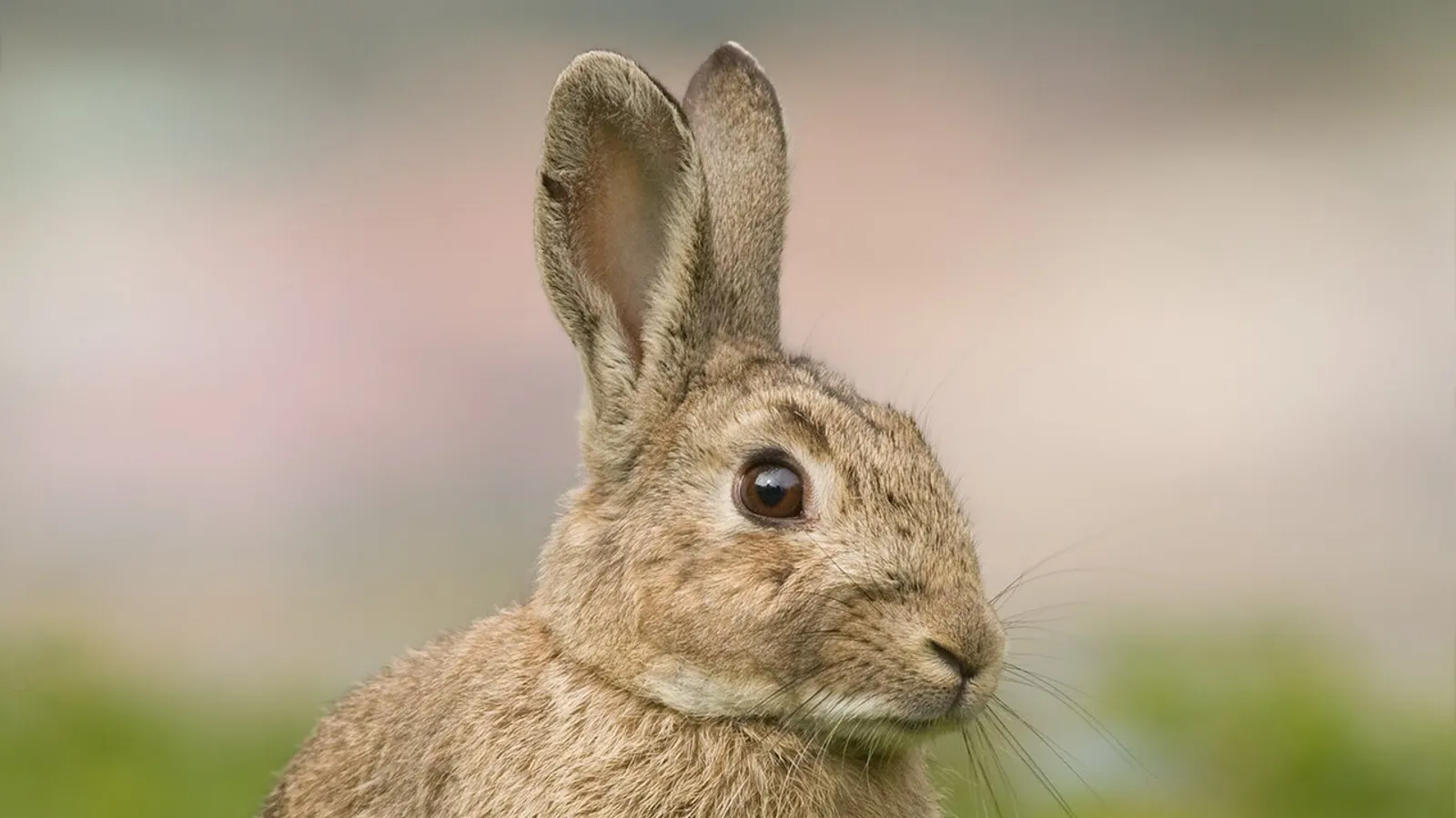 European rabbit (Oryctolagus cuniculus)