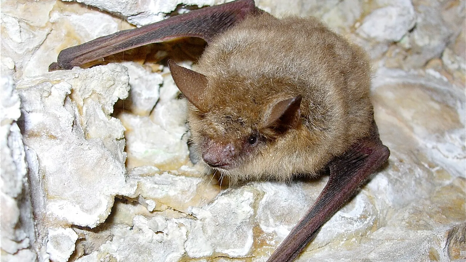 Geoffroy's bat (Myotis emarginatus)