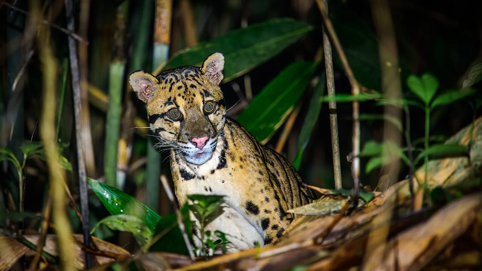 Leopardo nebuloso (Neofelis nebulosa)