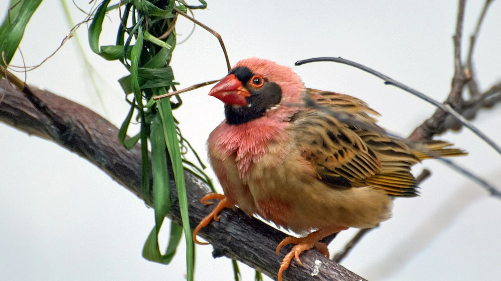 Quelea beccorosso (Quelea quelea)