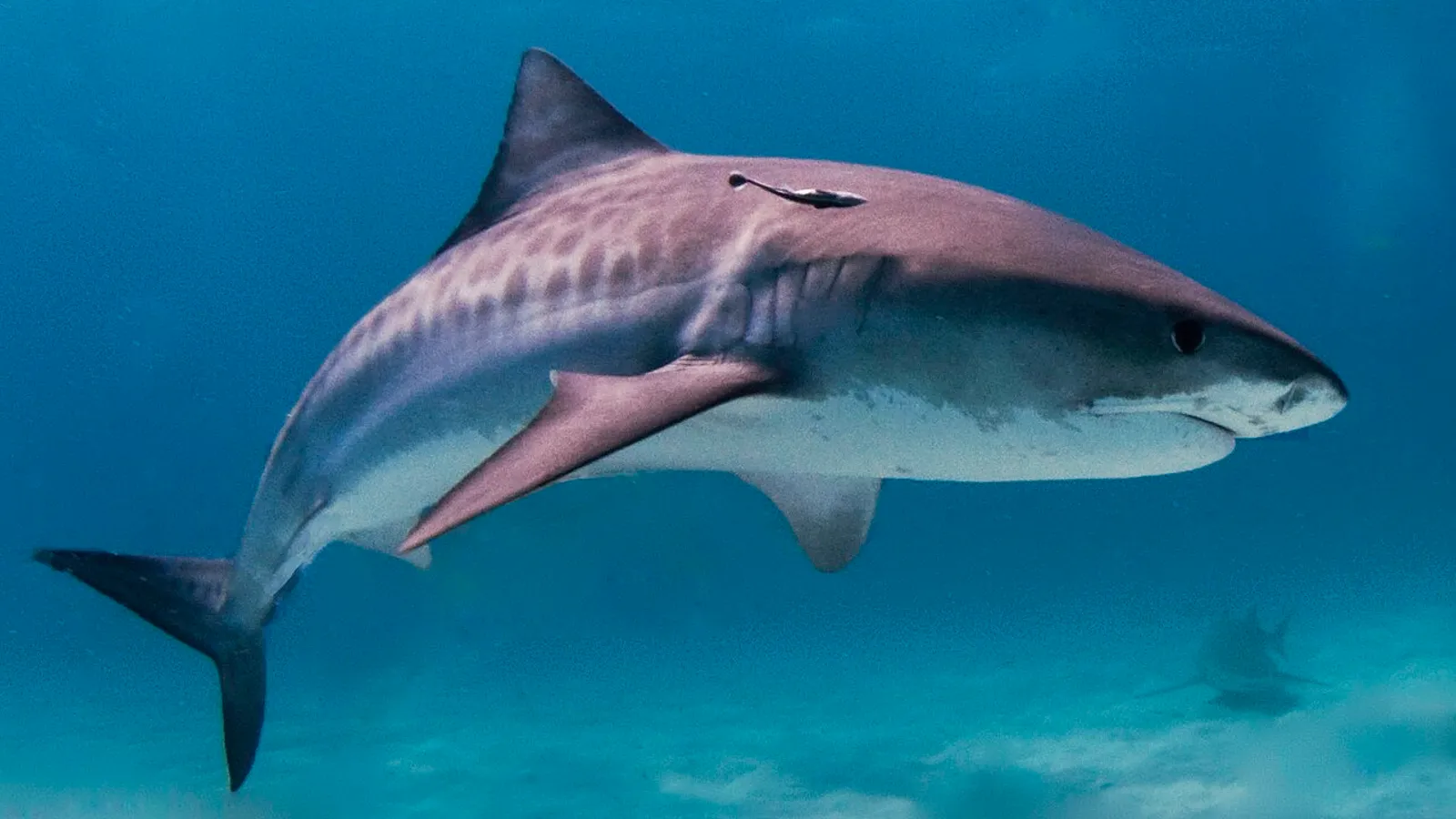 Tiger shark (Galeocerdo cuvier)