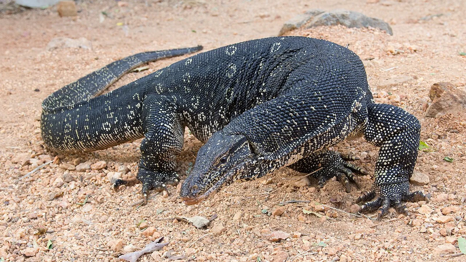 Asian water monitor (Varanus salvator)