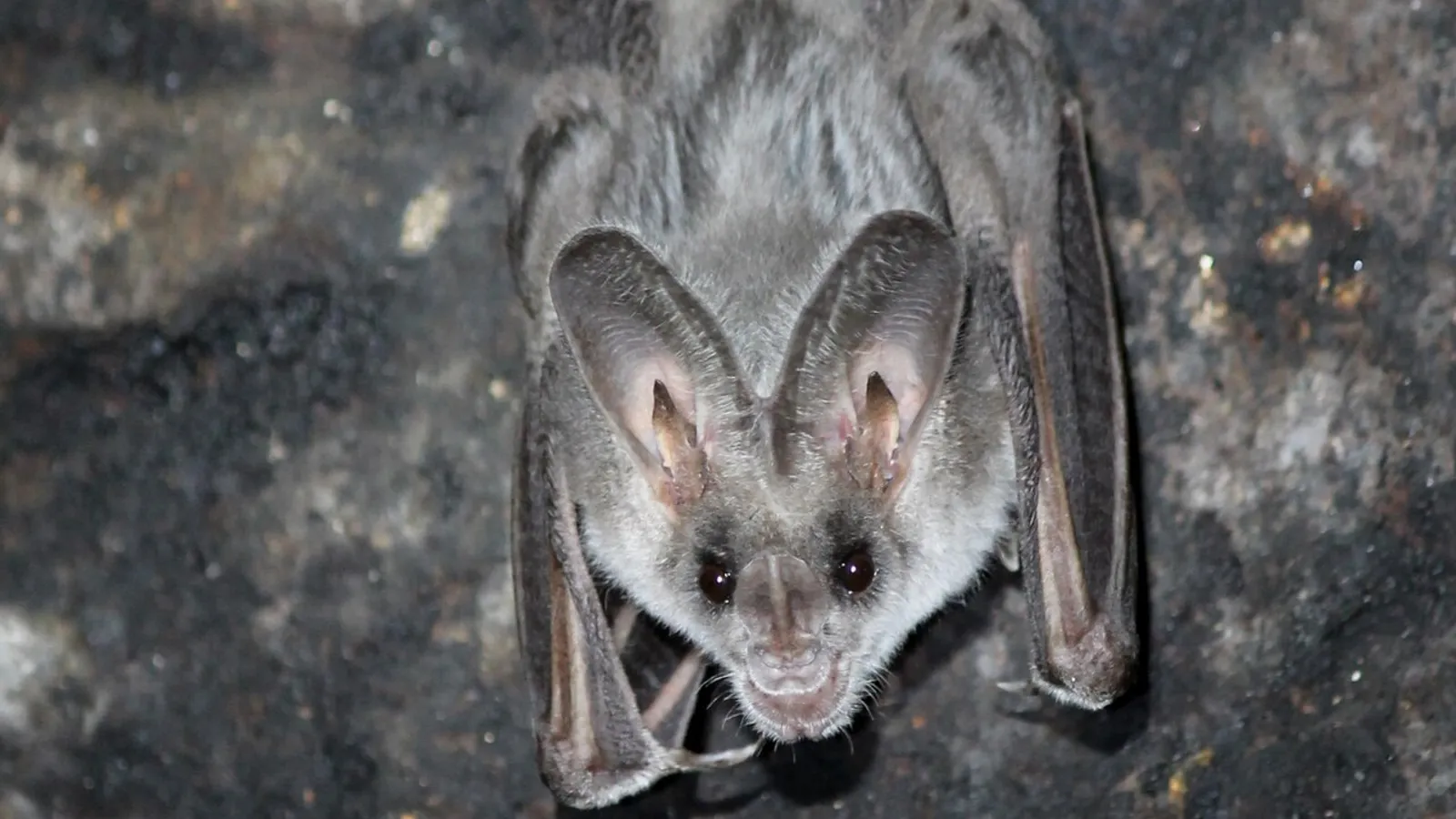 Pipistrello falso vampiro indiano (Lyroderma lyra)