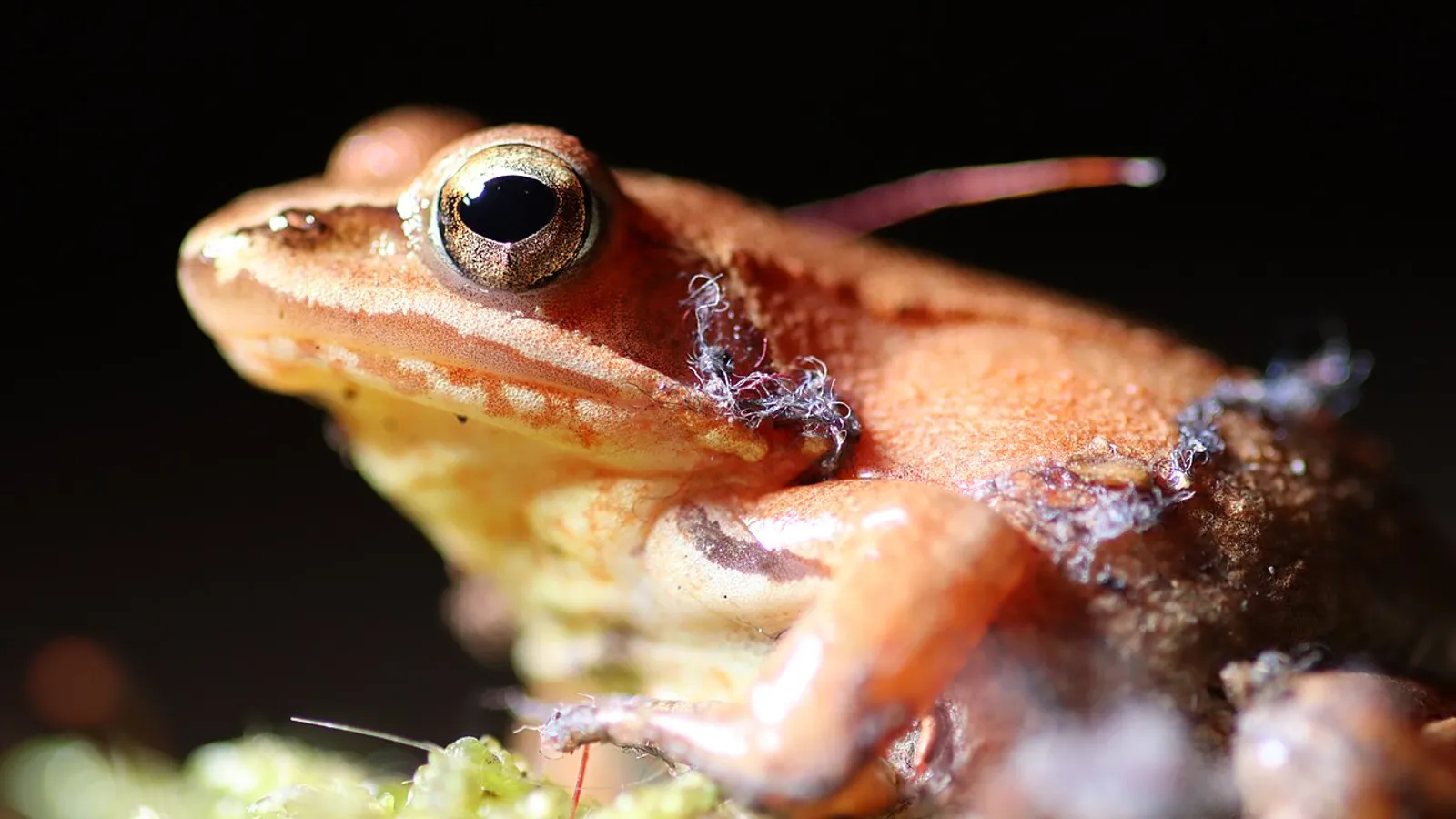 Rana agile (Rana dalmatina)