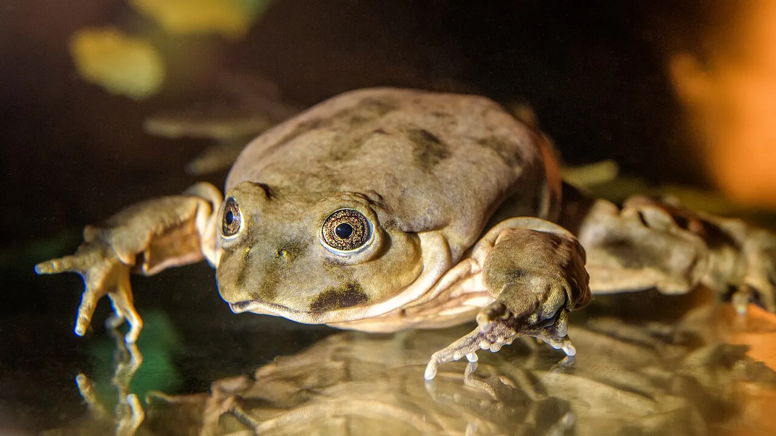 Rana del Titicaca (Telmatobius culeus)