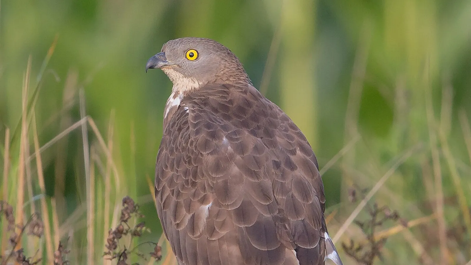 Falco pecchiaiolo (Pernis apivorus)