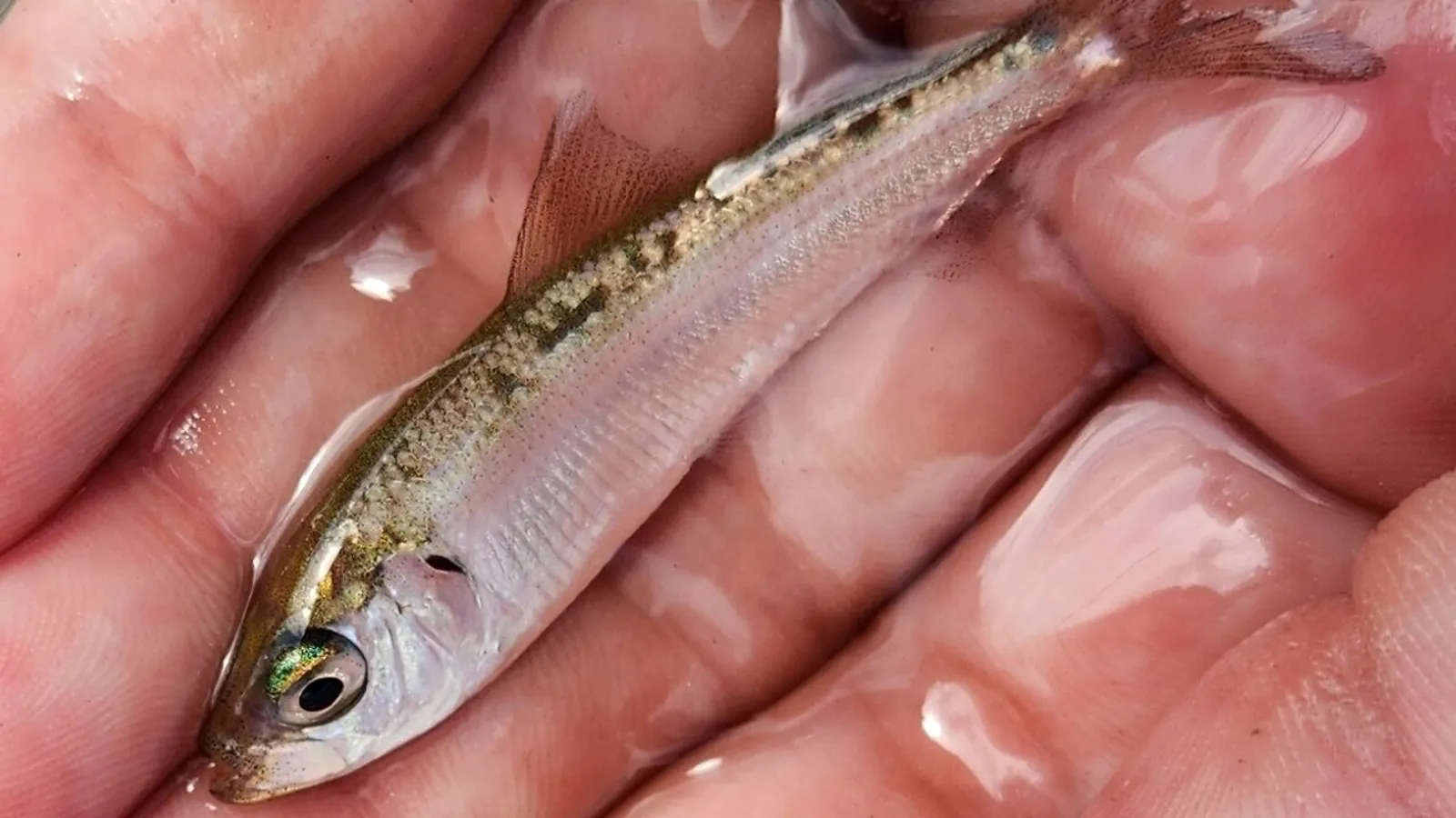 Aringa atlantica (Clupea harengus)