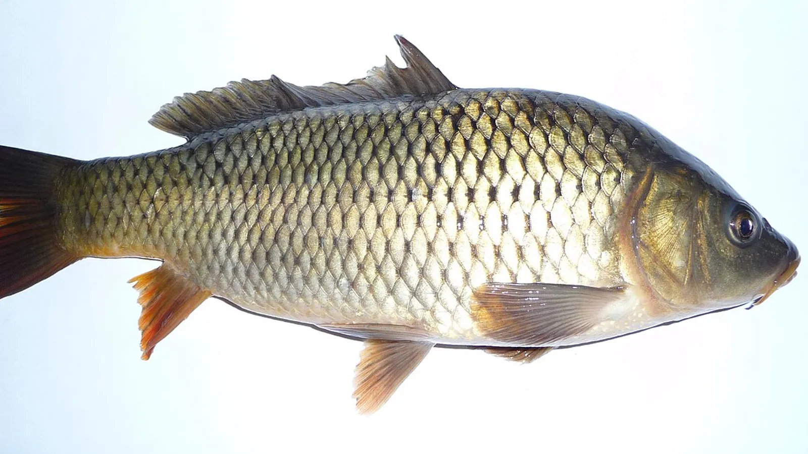 Carpa comune (Cyprinus carpio)
